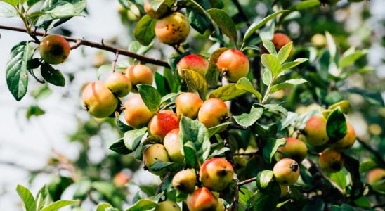 Quả táo mèo - sơn tra