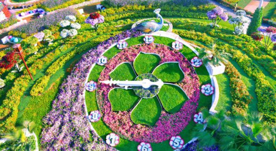 Vườn hoa Miracle Garden