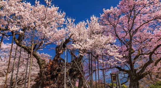 Jindai Zakura vào mùa nở hoa rực rỡ