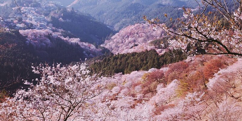 Hoa anh đào ôm trọn núi Yoshino tạo nên một vẻ thơ mộng