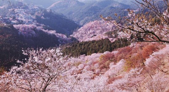 Hoa anh đào ôm trọn núi Yoshino tạo nên một vẻ thơ mộng
