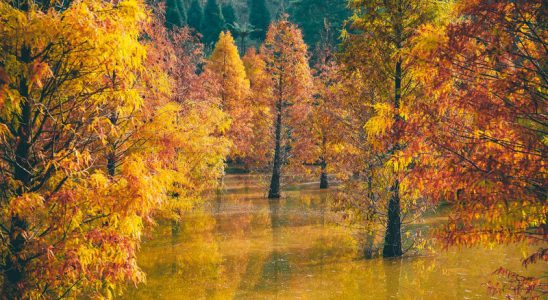 Du lịch Đài Loan mùa lá đỏ