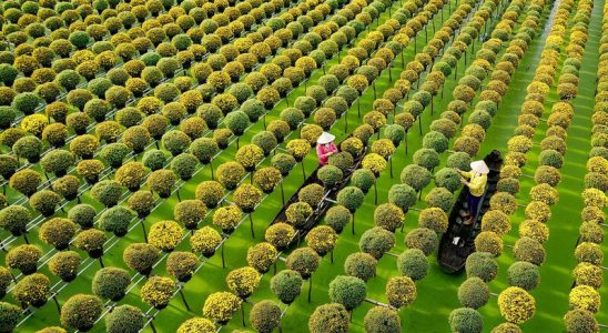 Làng hoa Sa Đéc vào tháng 12