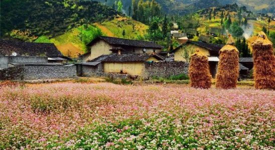 Đóa hoa hồng bản Sủng Là